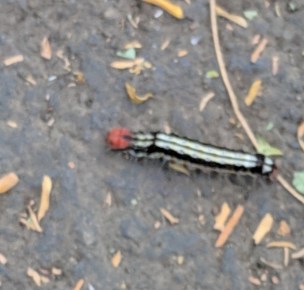 caterpillar spotting