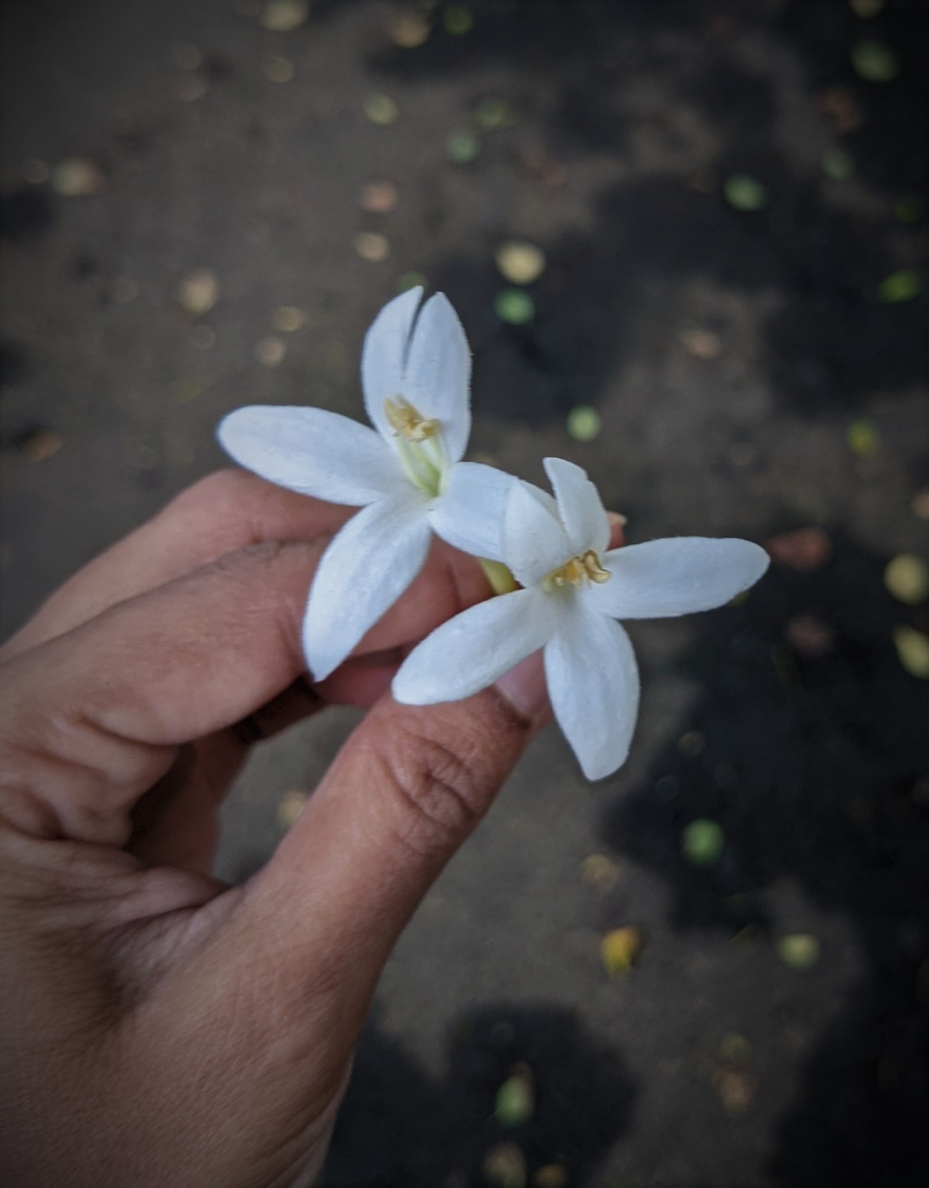 Mindful living with art and nature